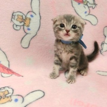 スコティッシュフォールド(折れ耳)【広島県・男の子・2023年2月9日・ブルークリームタビー（ショート）】の写真「ブルークリームタビーの可愛らしいコです☆」