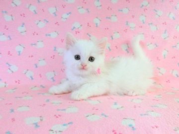 スコティッシュフォールド【広島県・女の子・2013年9月16日・ホワイト（セミロング）】の写真「セミロングの可愛らしい女の子です♪」