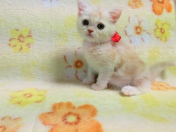 スコティッシュフォールド【広島県・女の子・2013年3月1日・クリームタビー（ショート）】の写真「」