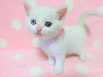 アメリカンショートヘア【広島県・女の子・2019年6月2日・ホワイト（ショート）】の写真「オッドアイです」