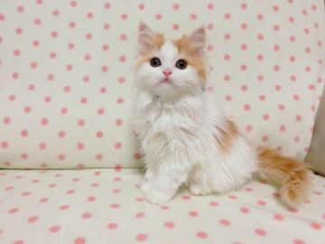 スコティッシュフォールド(立ち耳)【広島県・男の子・2019年10月1日・レッド&ホワイト（ロング）】の写真「と～っても可愛らしいお顔の男の子です。」