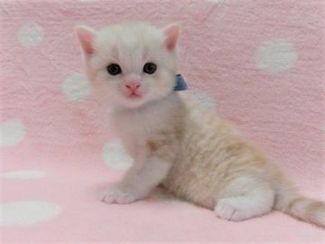 マンチカン(長足)【広島県・男の子・2020年11月21日・クリームタビー&ホワイト（ショート）】の写真「やさしい毛色の男の子です♡」