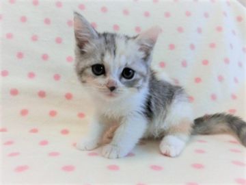 マンチカン(長足)【広島県・女の子・2020年7月28日・キャリコ（ショート）】の写真「可愛らしい三毛猫ちゃんです♡」