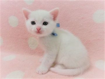 アメリカンショートヘア【広島県・男の子・2020年5月1日・ホワイト（ショート）】の写真「可愛らしい男の子です♡」