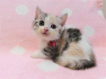マンチカン【広島県・女の子・2021年9月9日・キャリコ（ショート）】の写真「可愛らしい三毛猫ちゃんです♡」