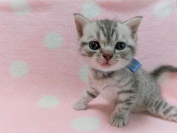 マンチカン(長足)【広島県・男の子・2021年6月12日・ブルータビー（ショート）】の写真「可愛らしい男の子です」