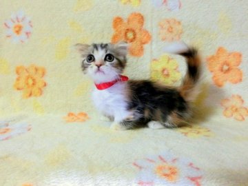 マンチカン【広島県・女の子・2013年8月20日・キャリコ（ロング）】の写真「」