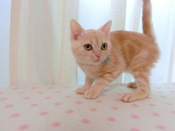 マンチカン(長足)【広島県・男の子・2019年8月30日・レッドタビー（ショート）】の写真「レッド色のきれいなコです。」