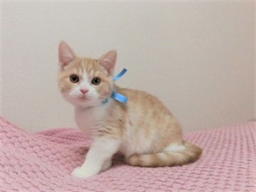 マンチカン(長足)【広島県・男の子・2021年8月8日・レッドタビー&ホワイト（ショート）】の写真「性格の穏やかなコです☆」