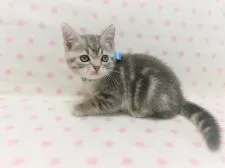 アメリカンショートヘア【広島県・男の子・2020年5月1日・ブルータビー】の写真1