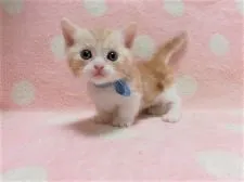 マンチカン(短足)【広島県・男の子・2020年3月21日・レッドタビー&ホワイト】の写真1