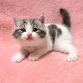 スコティッシュフォールド(立ち耳)【広島県・男の子・2023年7月9日・ブルータビー&ホワイト】の写真1