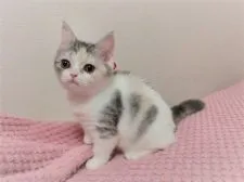 スコティッシュフォールド(立ち耳)【広島県・女の子・2021年8月17日・ブルータビー&ホワイト】の写真1