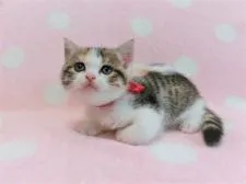 マンチカン(長足)【広島県・女の子・2021年9月6日・キャリコ】の写真1