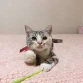 マンチカン(長足)【広島県・女の子・2023年3月11日・ダイリュートキャリコ】の写真1