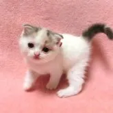 スコティッシュフォールド(折れ耳)【広島県・女の子・2023年7月9日・ダイリュートキャリコ】の写真1