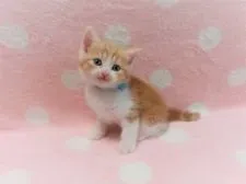 マンチカン(長足)【広島県・男の子・2021年8月8日・レッドタビー&ホワイト】の写真2