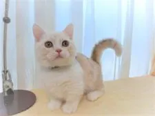 マンチカン(短足)【広島県・男の子・2021年9月9日・レッド&ホワイト】の写真2