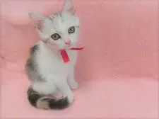 マンチカン(長足)【広島県・女の子・2021年4月25日・キャリコ】の写真2