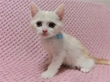 マンチカン(長足)【広島県・男の子・2020年7月28日・クリーム&ホワイト】の写真2