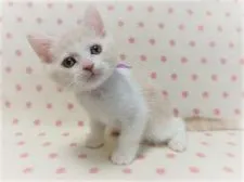 マンチカン(長足)【広島県・男の子・2020年3月5日・クリーム&ホワイト】の写真3