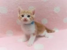 マンチカン(長足)【広島県・男の子・2021年8月8日・レッドタビー&ホワイト】の写真3