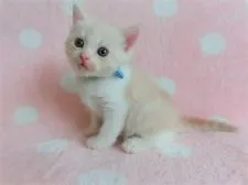 マンチカン(長足)【広島県・男の子・2020年7月13日・クリームタビー&ホワイト】の写真3