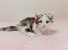 マンチカン(短足)【広島県・女の子・2020年1月30日・キャリコ】の写真3