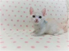 マンチカン(短足)【広島県・男の子・2020年3月5日・クリームタビー&ホワイト】の写真3