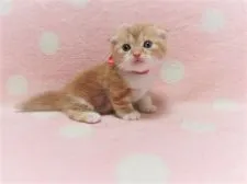 マンチカン(短足)【広島県・女の子・2020年3月21日・レッドタビー&ホワイト】の写真3