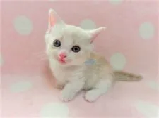 マンチカン(短足)【広島県・男の子・2020年3月5日・レッドタビー&ホワイト】の写真4