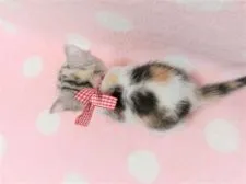 マンチカン(長足)【広島県・女の子・2021年4月25日・キャリコ】の写真4