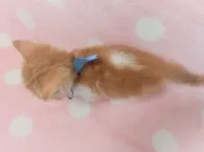 マンチカン(長足)【広島県・男の子・2021年8月8日・レッドタビー&ホワイト】の写真4