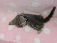 アメリカンショートヘア【広島県・男の子・2020年5月1日・ブルータビー】の写真5