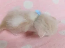 マンチカン(長足)【広島県・男の子・2020年7月13日・クリームタビー&ホワイト】の写真5