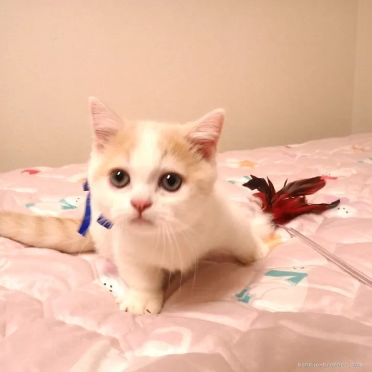 ID：2507-02565の子猫