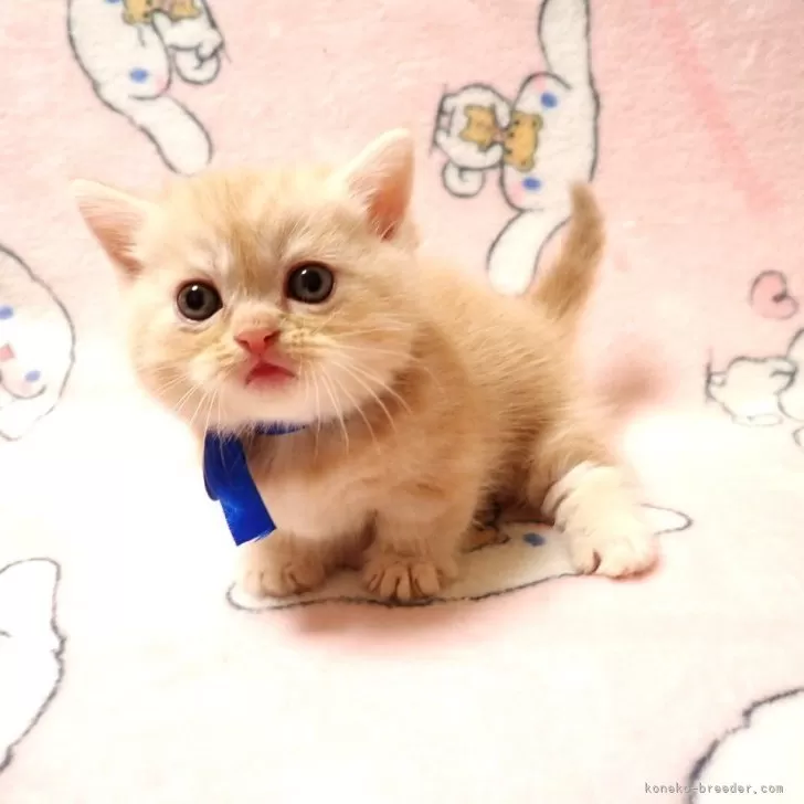 ミヌエット(短足)【広島県・男の子・2025年8月25日・レッドタビー】の写真1