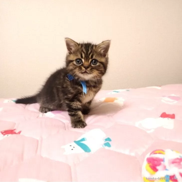 ミヌエット(長足)【広島県・男の子・2025年9月6日・ブラウンタビー】の写真1