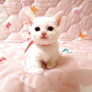 マンチカン(短足)【広島県・女の子・2025年11月1日・ホワイト（ショート）】の写真「💗オッドアイで真っ白な短足ちゃん💗」