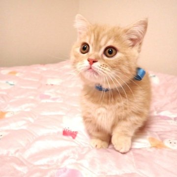 ミヌエット(短足)【広島県・男の子・2025年8月25日・レッドタビー（ショート）】の写真「きれいな毛色の男の子です☆」