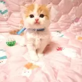 ミヌエット(長足)