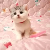 ミヌエット(長足)