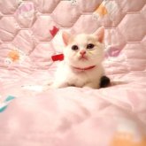 ミヌエット(長足)