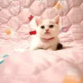 ミヌエット(長足)