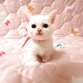 マンチカン(短足)