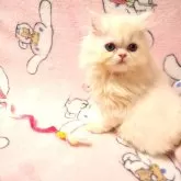 ミヌエット(長足)