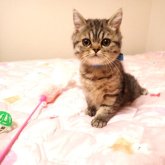 ミヌエット(長足)