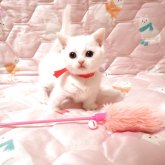 マンチカン(短足)