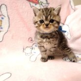ミヌエット(長足)