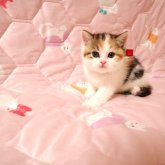 ミヌエット(長足)